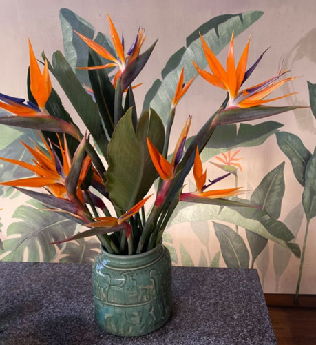 Live orange bird paradise - orange,