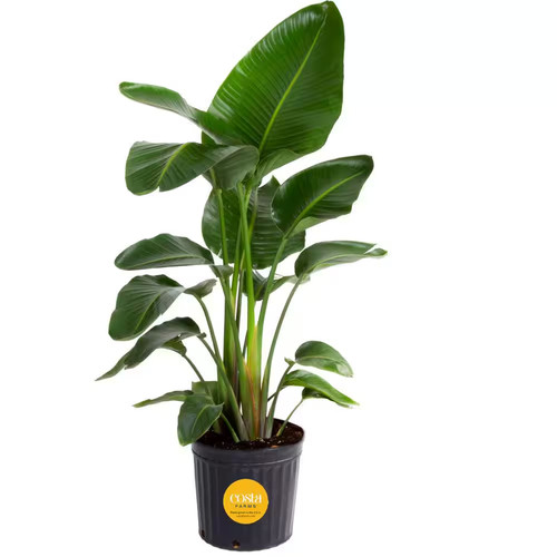 White bird paradise indoor - white,