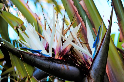 Giant bird paradise - 5,