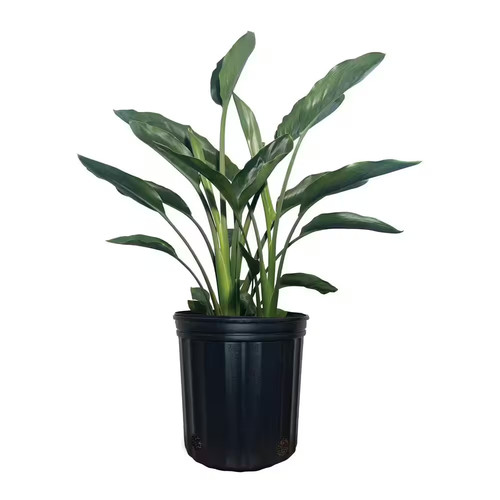 Gal bird of paradise - 1.72,