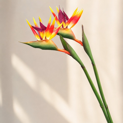Artificial bird paradise - artificial,
