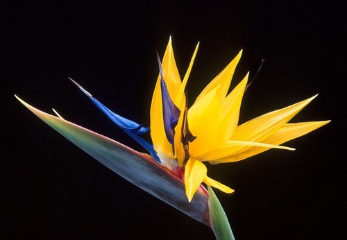 Yellow bird paradise flower - bird, of