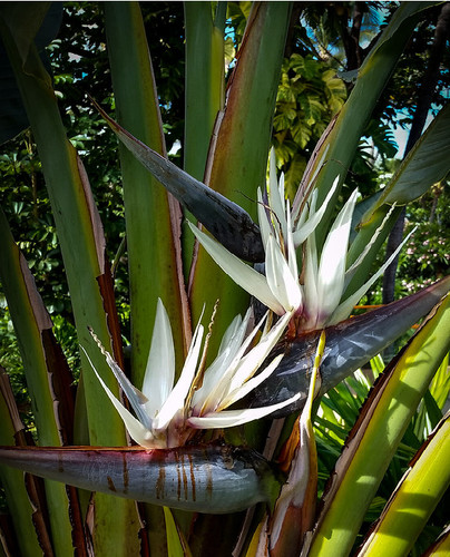 Strelitzia nicolai giant - strelitzia, (giant